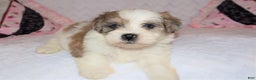 Shihpoo dogs for sale: Eric - Ad 4