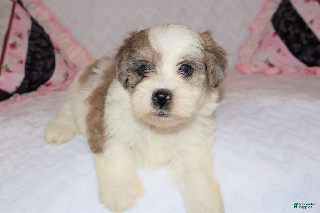 Shihpoo dogs for sale: Eric - Ad 4
