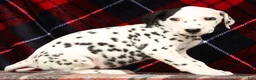 Dalmatian dogs for sale: Bella - Ad 8