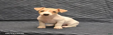 Maggie