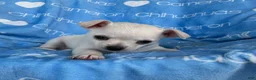 Chihuahua dogs for sale: Polar Smooth Coat White - Ad 3