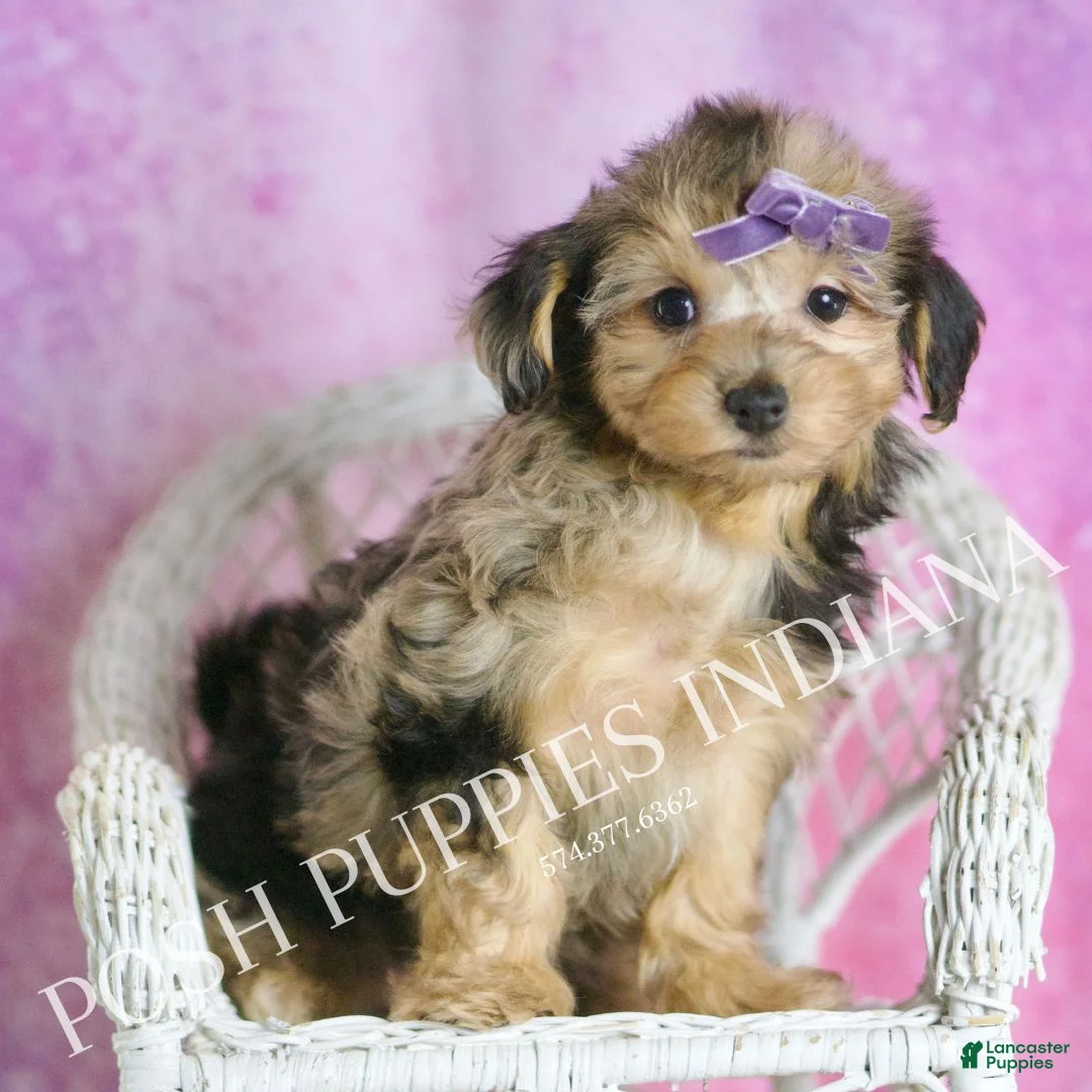 Yorkiepoo dogs for sale: Kiki - Ad 8