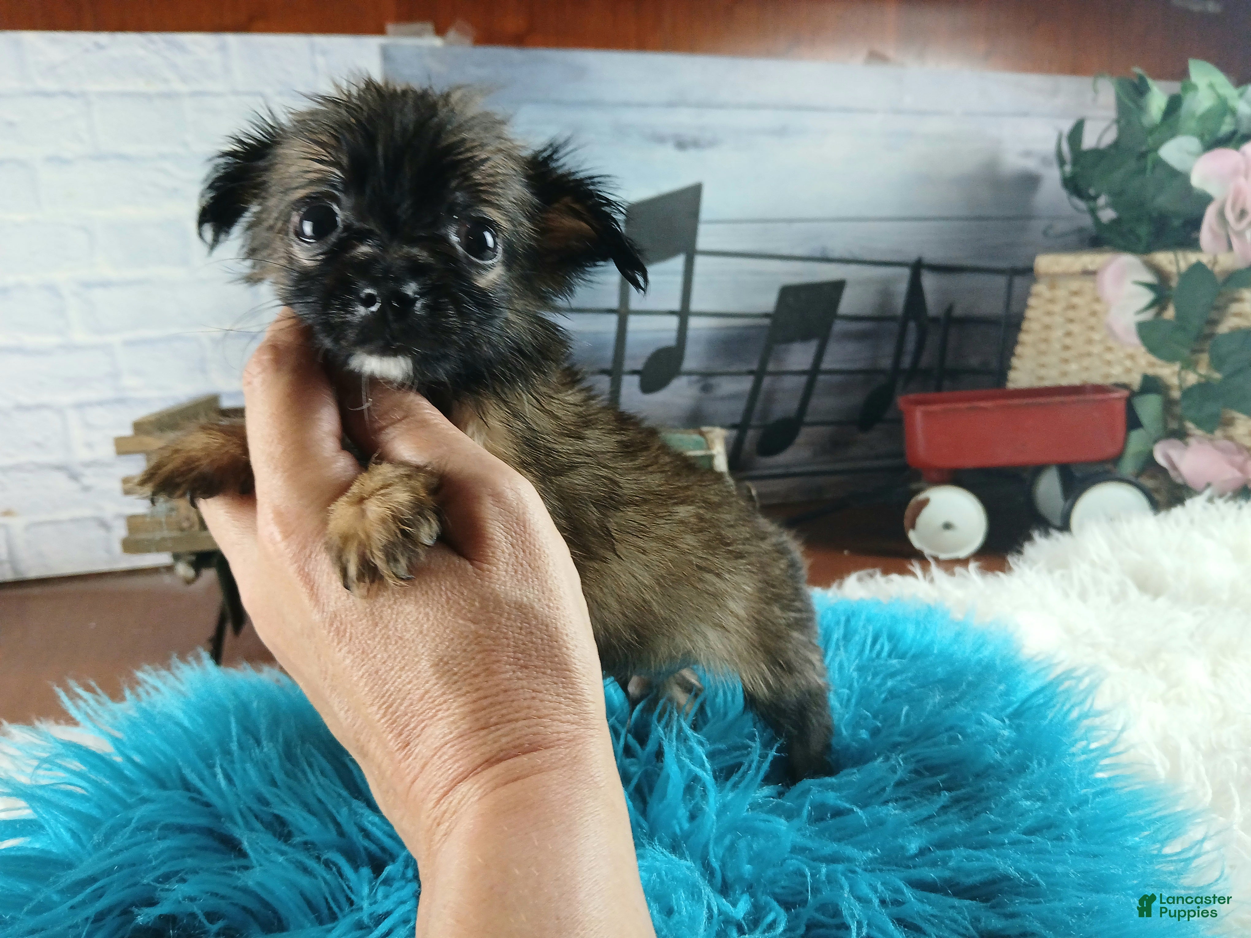 Chihuahua dogs Micro teacup long hair darker boy. Hand Delivery  - Ad 9