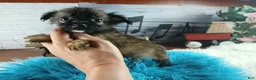 Chihuahua dogs for sale: Micro teacup long hair darker boy. Hand Delivery  - Ad 1