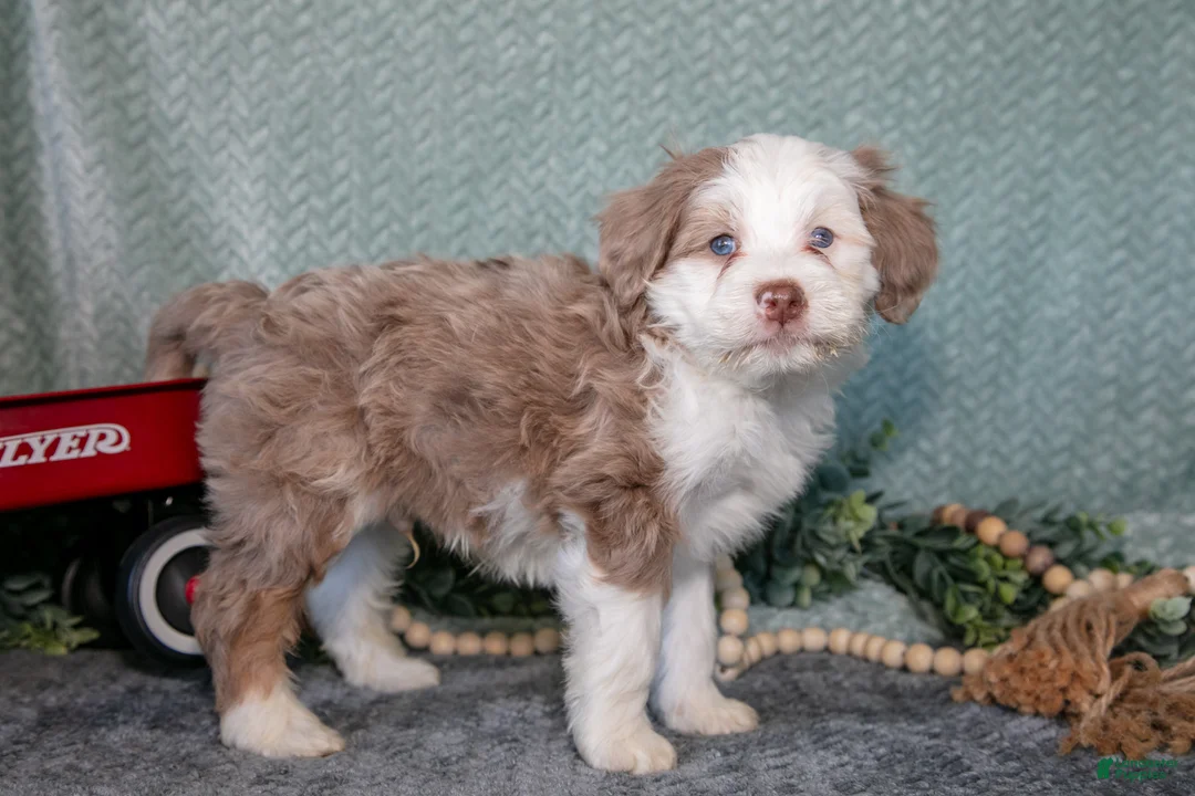 Mini Bernedoodle dogs for sale: Nash - Ad 2