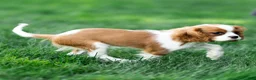 Cavalier King Charles Spaniel dogs for sale: Allen Cavalier King Charles Spaniel Puppy  - Ad 11