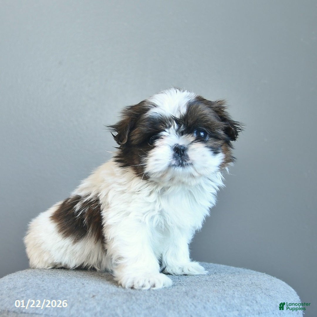 Shih Tzu dogs for sale: Sweet Pea  - Ad 3