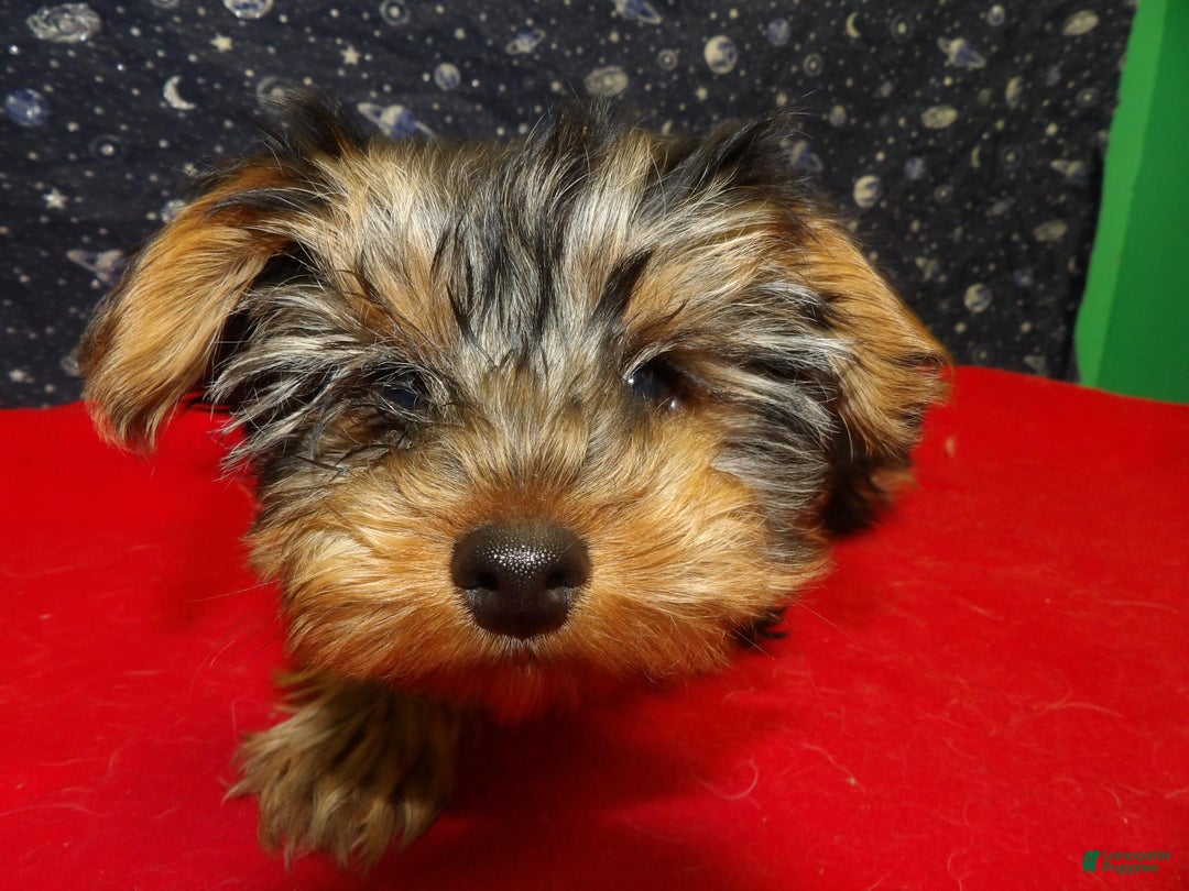 Yorkshire Terrier dogs for sale: Janet - Ad 3