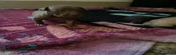 Mixed Breed dogs for sale: Boy 2 - Ad 1