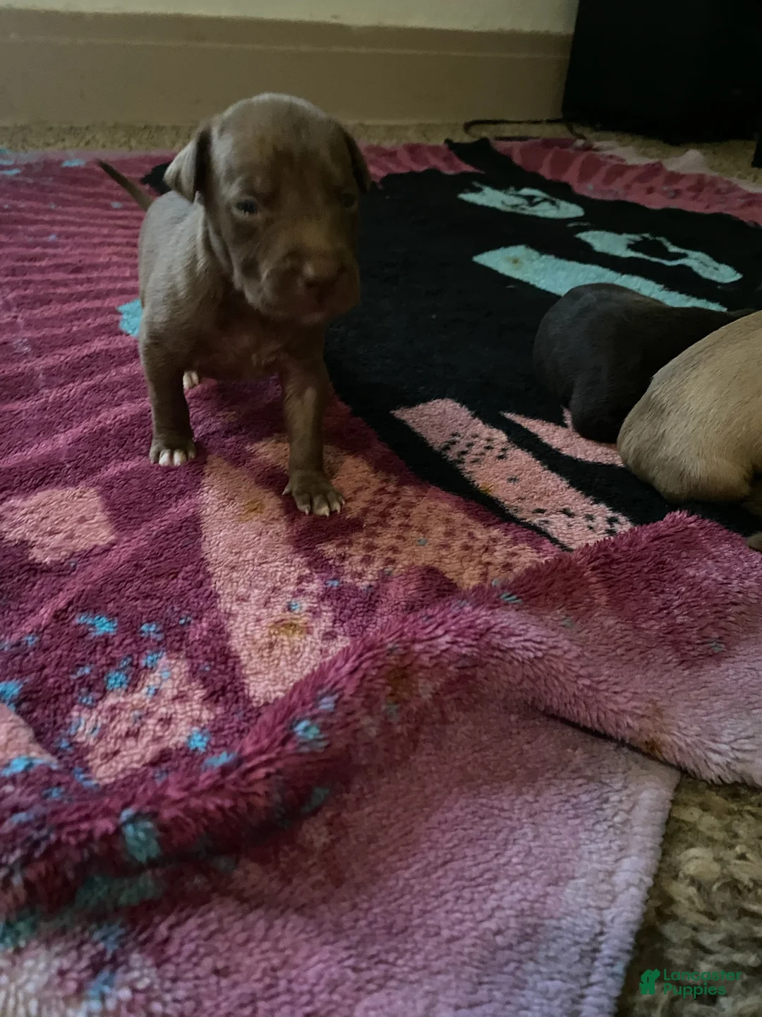 Mixed Breed dogs for sale: Boy 2 - Ad 1