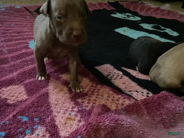 Mixed Breed dogs for sale: Boy 2 - Ad 7