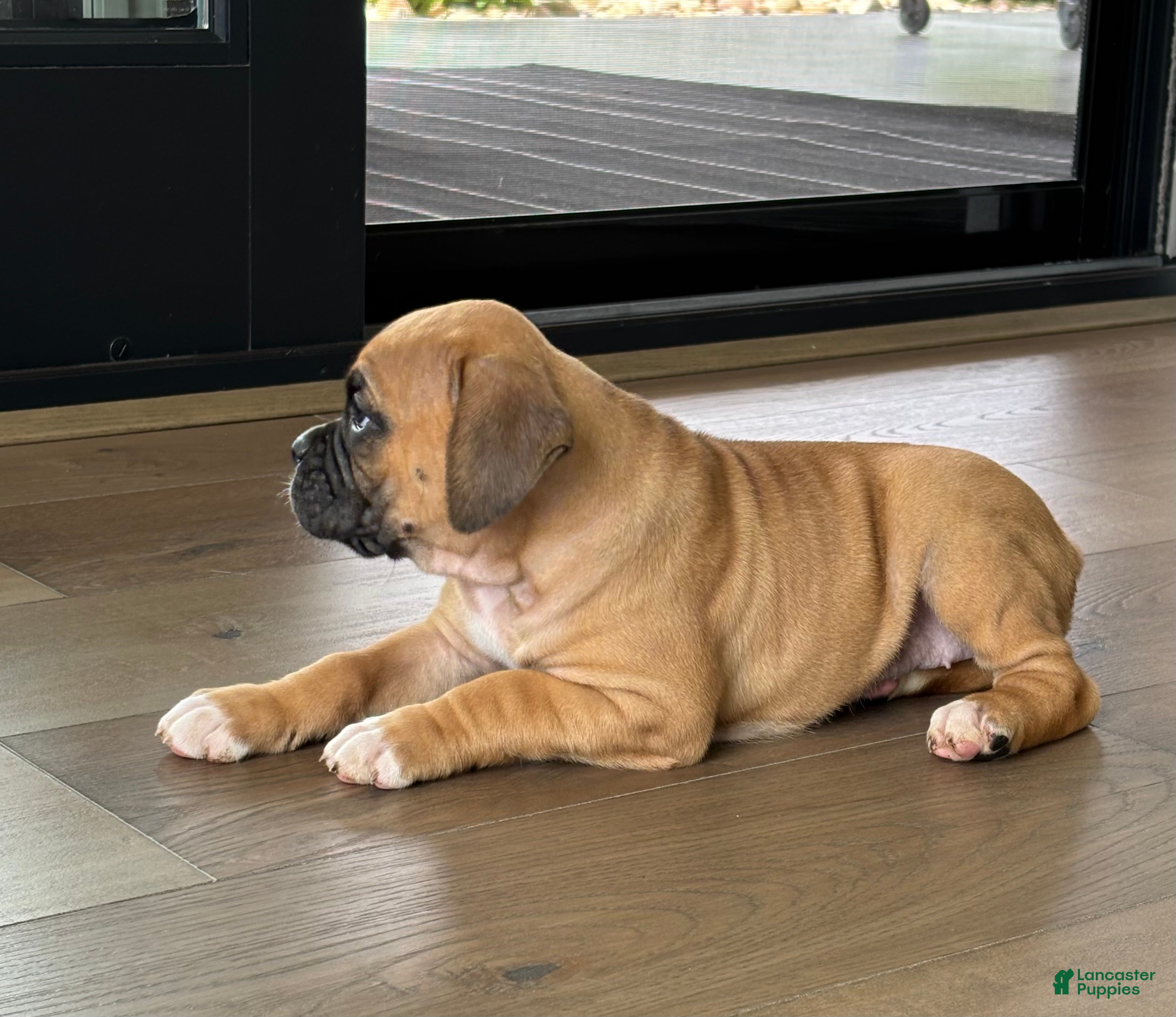 Boxer dogs Nova - Ad 2