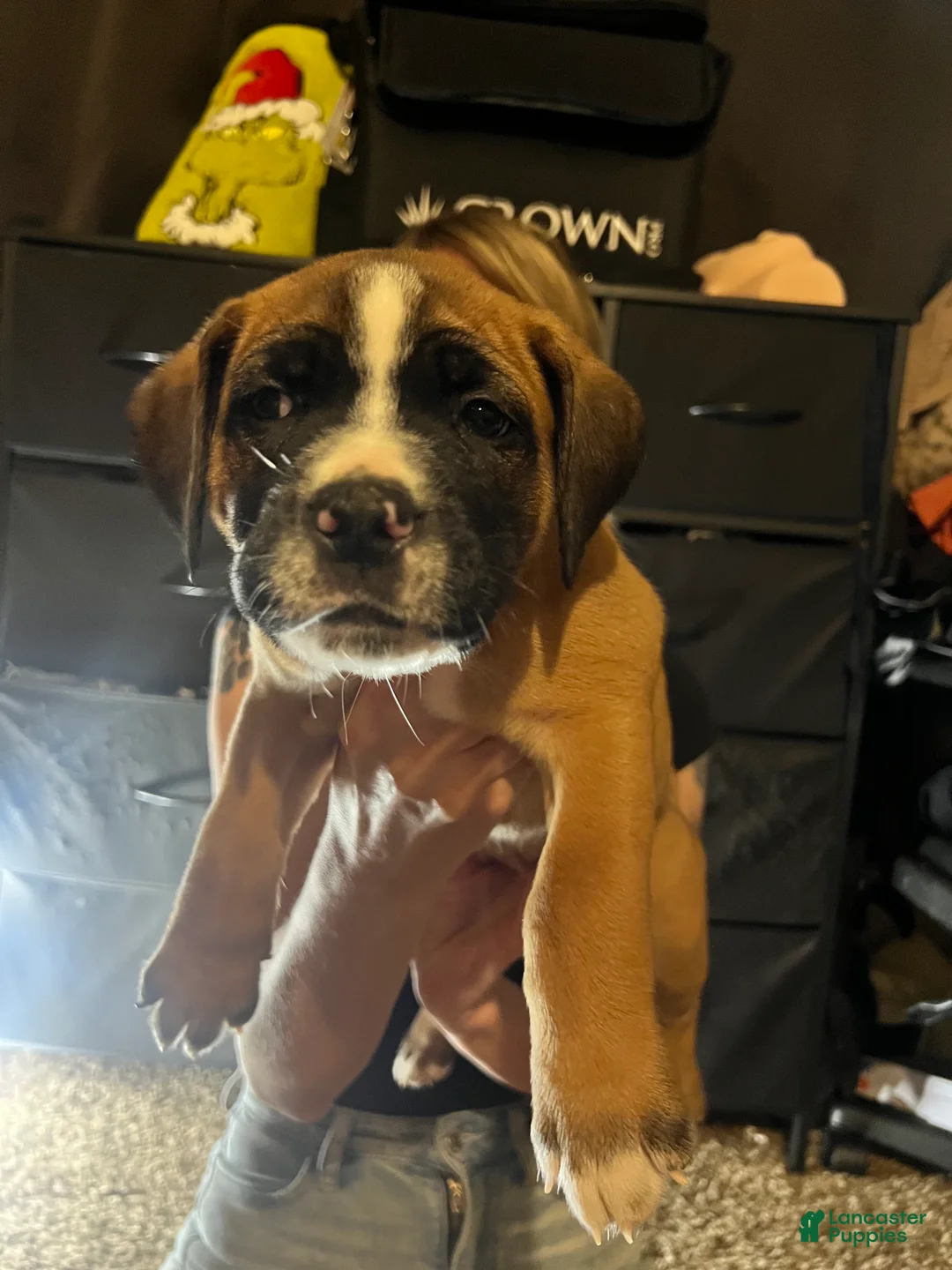 Mixed Breed dogs for sale: Mixed Breed 5 - Ad 2