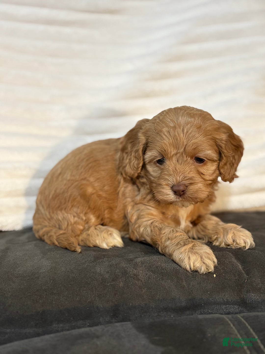 Cockapoo dogs for sale: Ellie - Ad 3