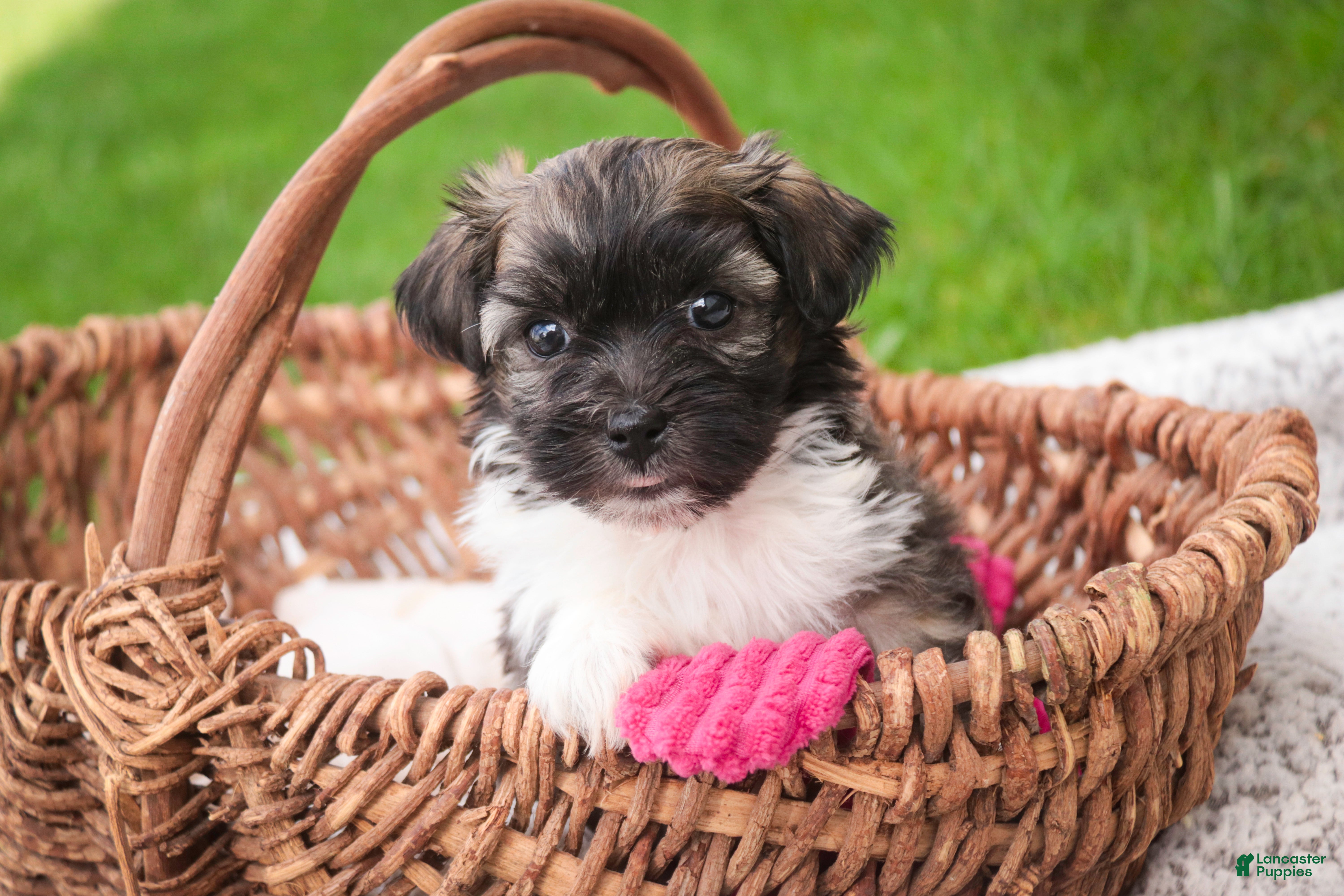 Havanese dogs Sweetie - Ad 2