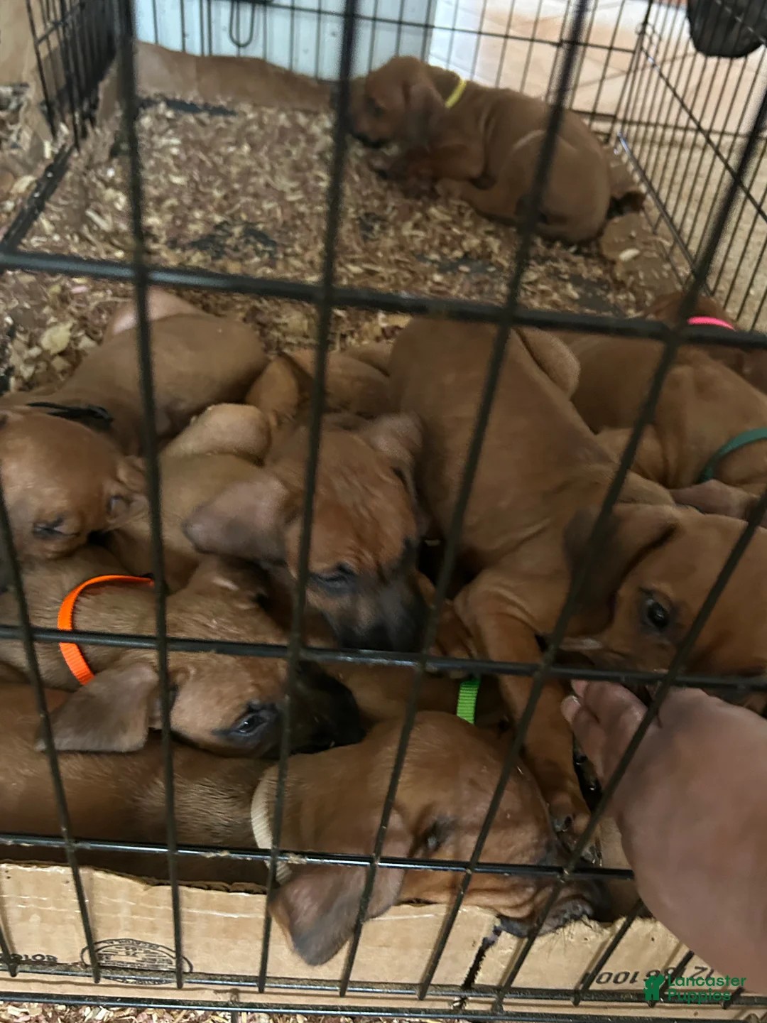 Rhodesian Ridgeback dogs for sale: Rhodesian Ridgeback Puppy 1 sky blue collar - Ad 28