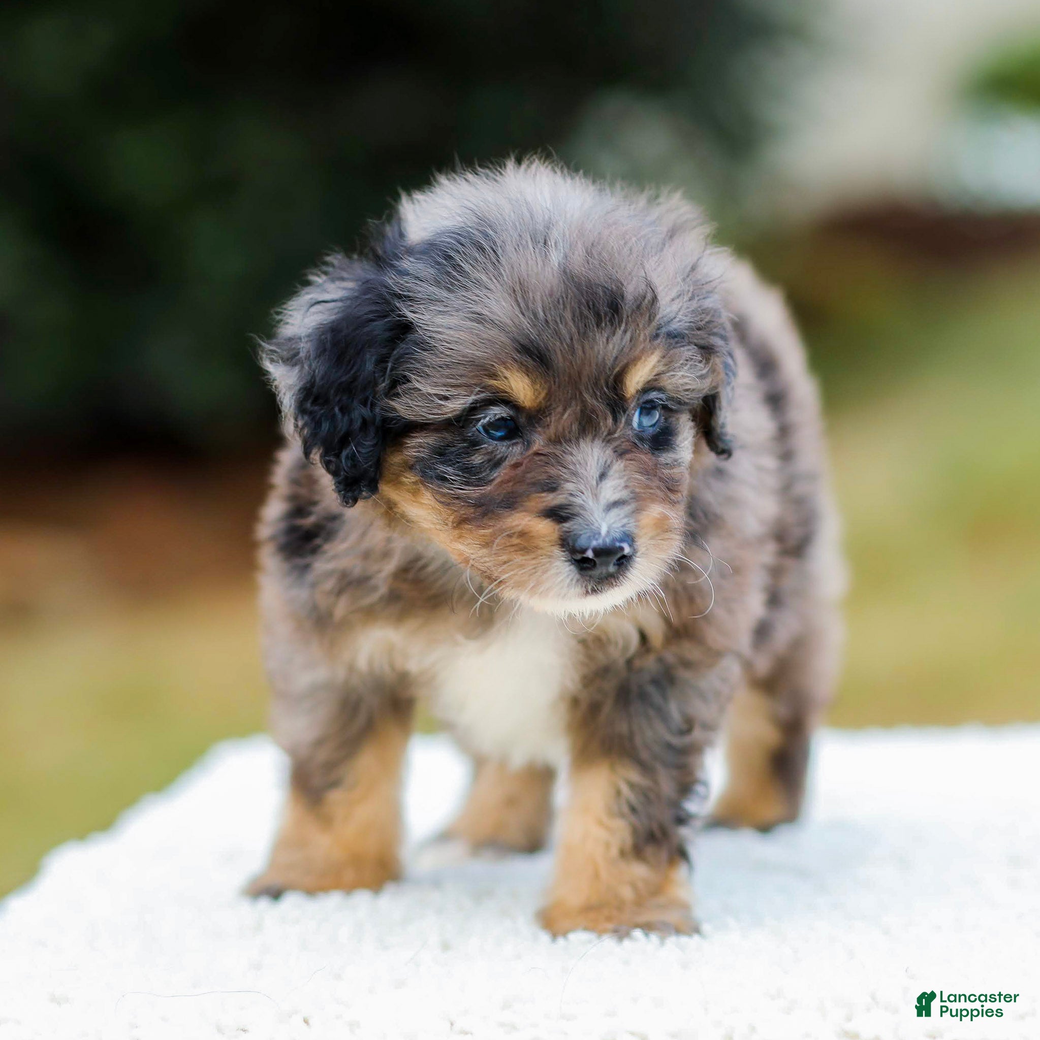 Mini Aussiedoodle dogs Frost - Ad 2