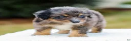 Mini Aussiedoodle dogs for sale: Frost - Ad 2