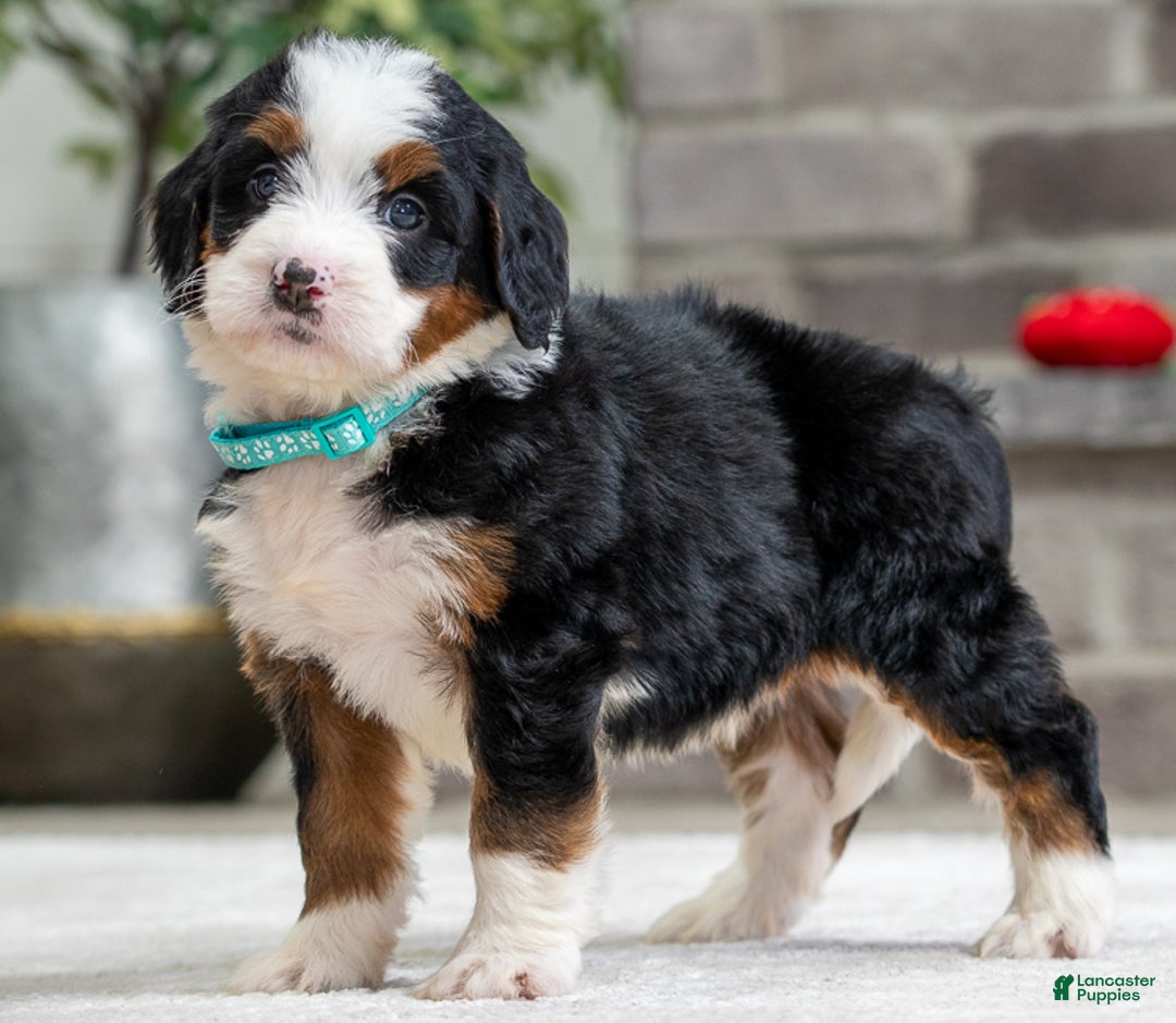 Mini Bernedoodle dogs for sale: Plato - Ad 3
