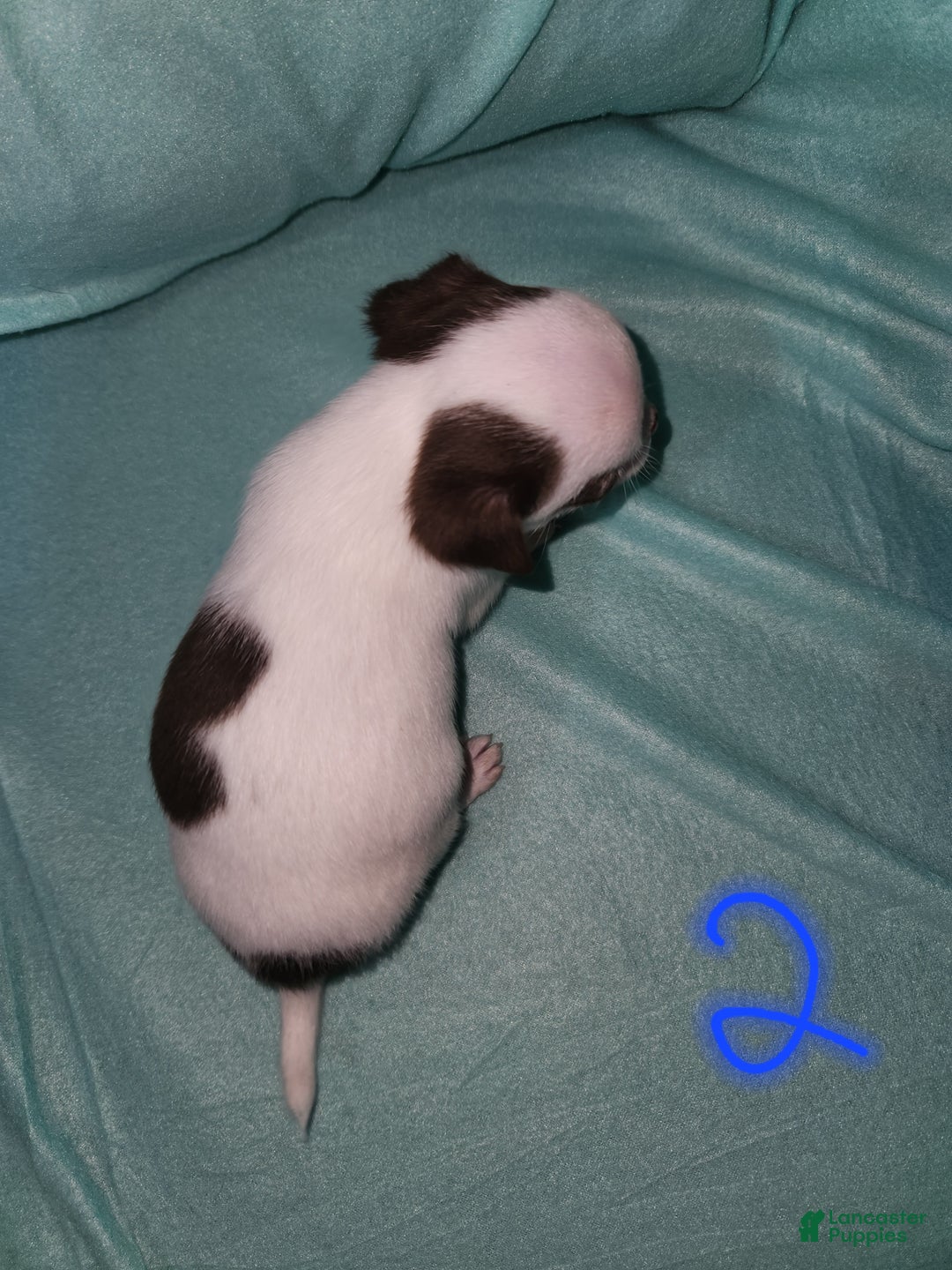 Chihuahua dogs for sale: Annies Boy 2 - Ad 3