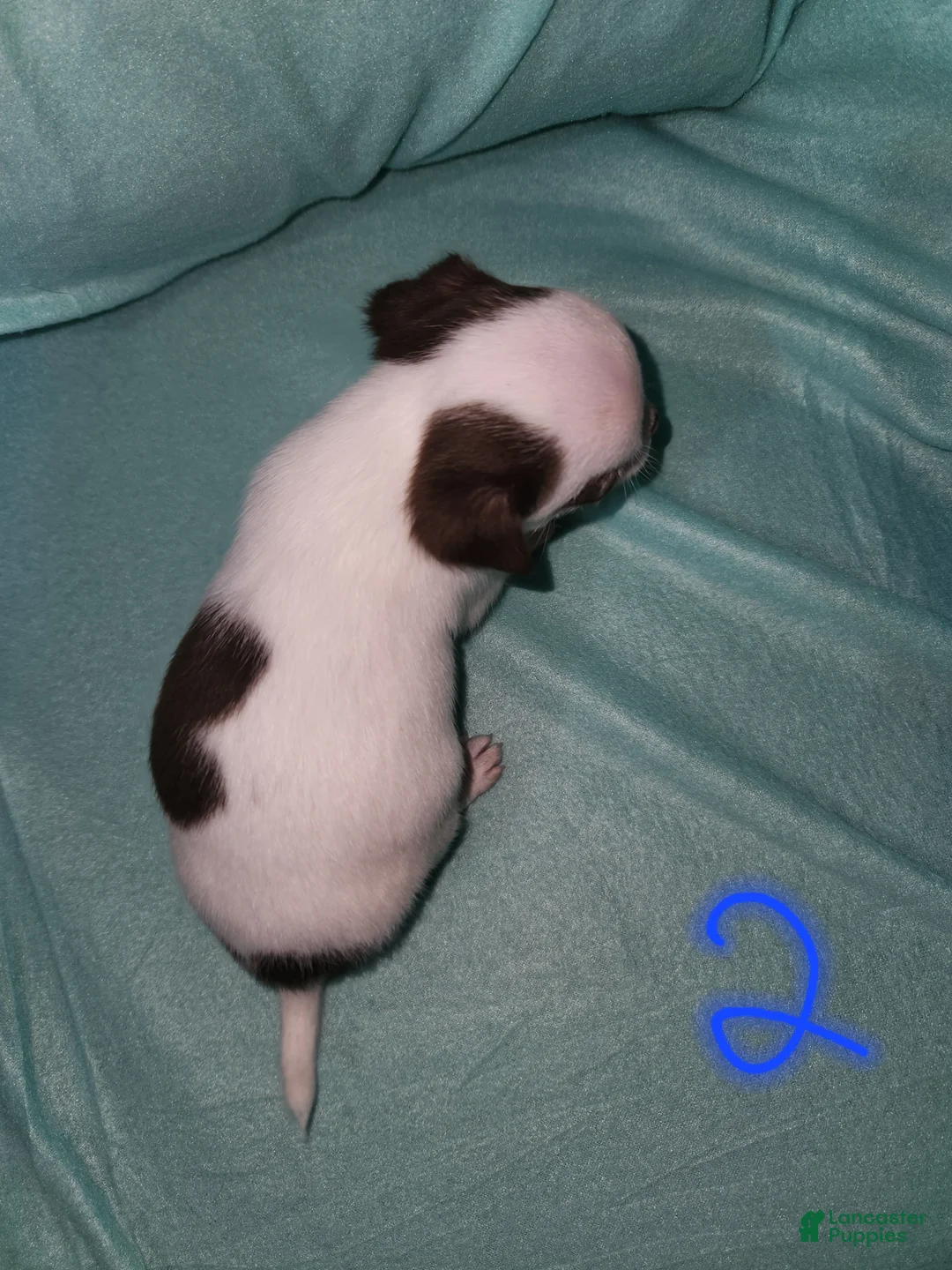 Chihuahua dogs for sale: Annies Boy 2 - Ad 5