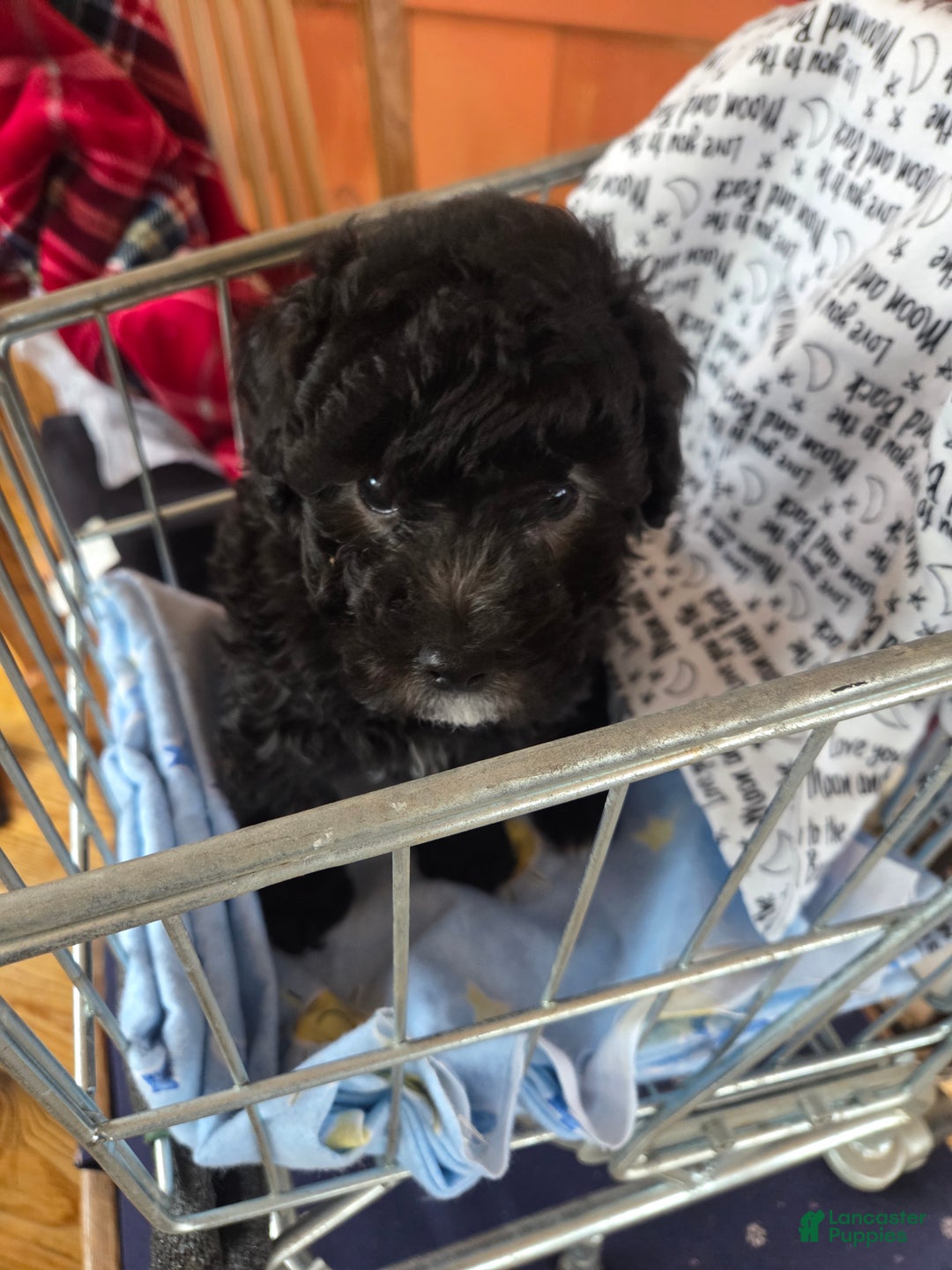 Toy Poodle dogs for sale: Toy Poodle Puppy 1 - Ad 6