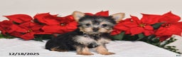 Yorkshire Terrier dogs for sale: Haley - Ad 5
