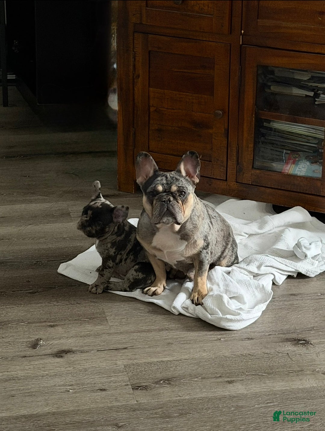 French Bulldog dogs for sale: Petey - Ad 12