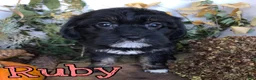 Mixed Breed dogs for sale: Mixed Breed 4 - Ad 2