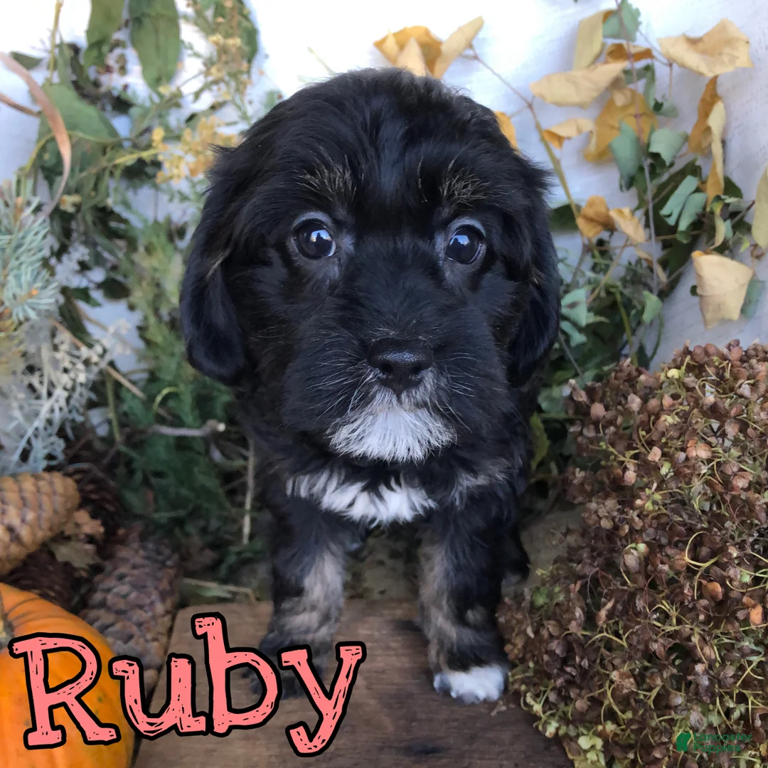 Mixed Breed dogs for sale: Mixed Breed 4 - Ad 2
