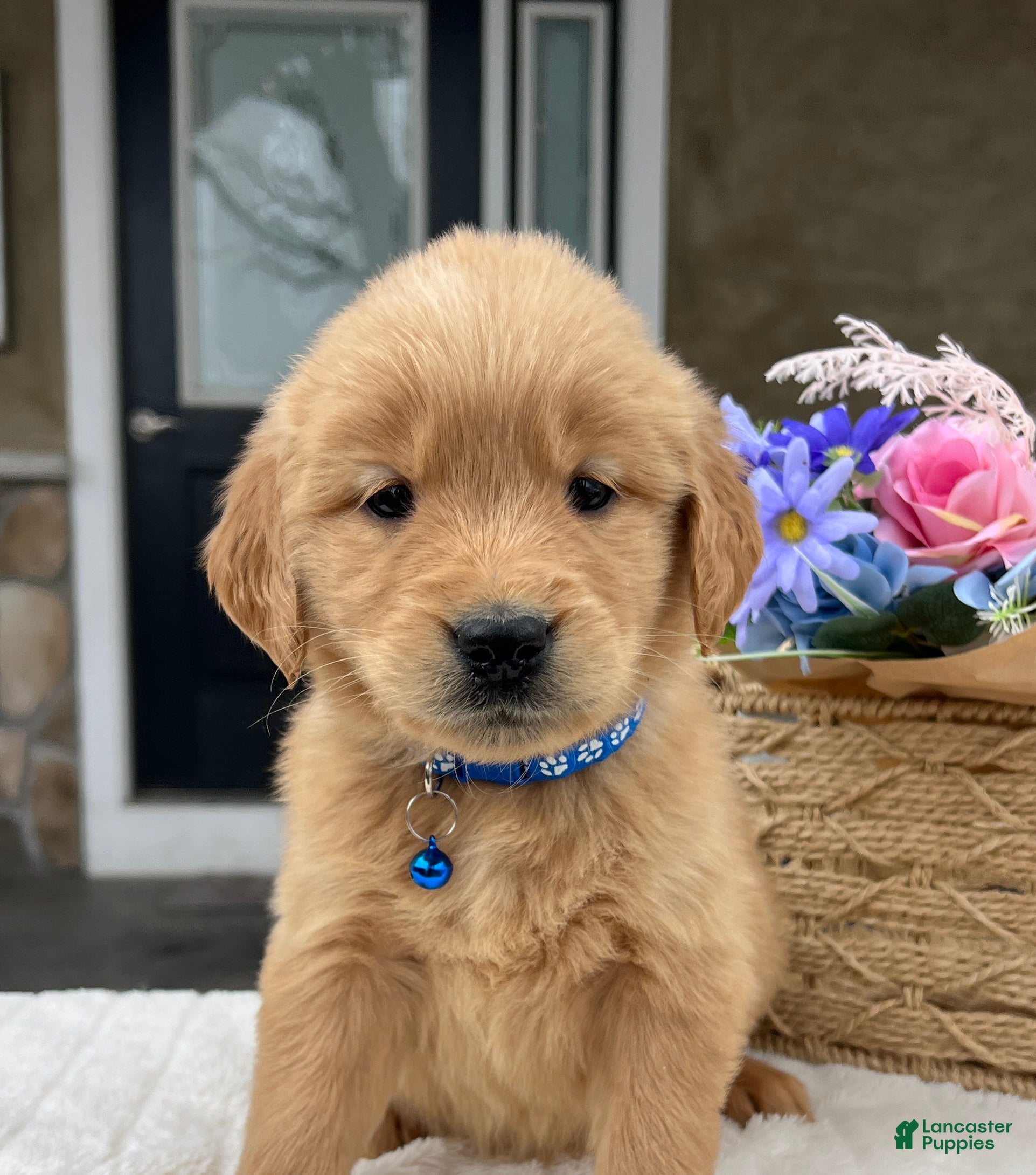 Golden Retriever dogs Dash - Ad 1