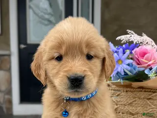 Golden Retriever dogs for sale: Dash - Ad 4