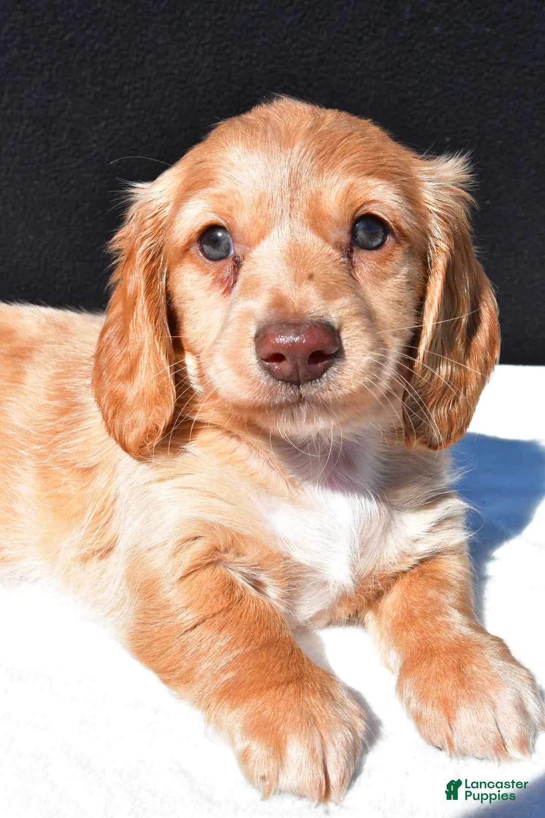 Dachshund dogs for sale: Cash - Ad 10