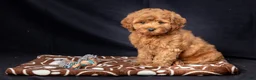 Mini Goldendoodle dogs for sale: Laylah - Ad 4