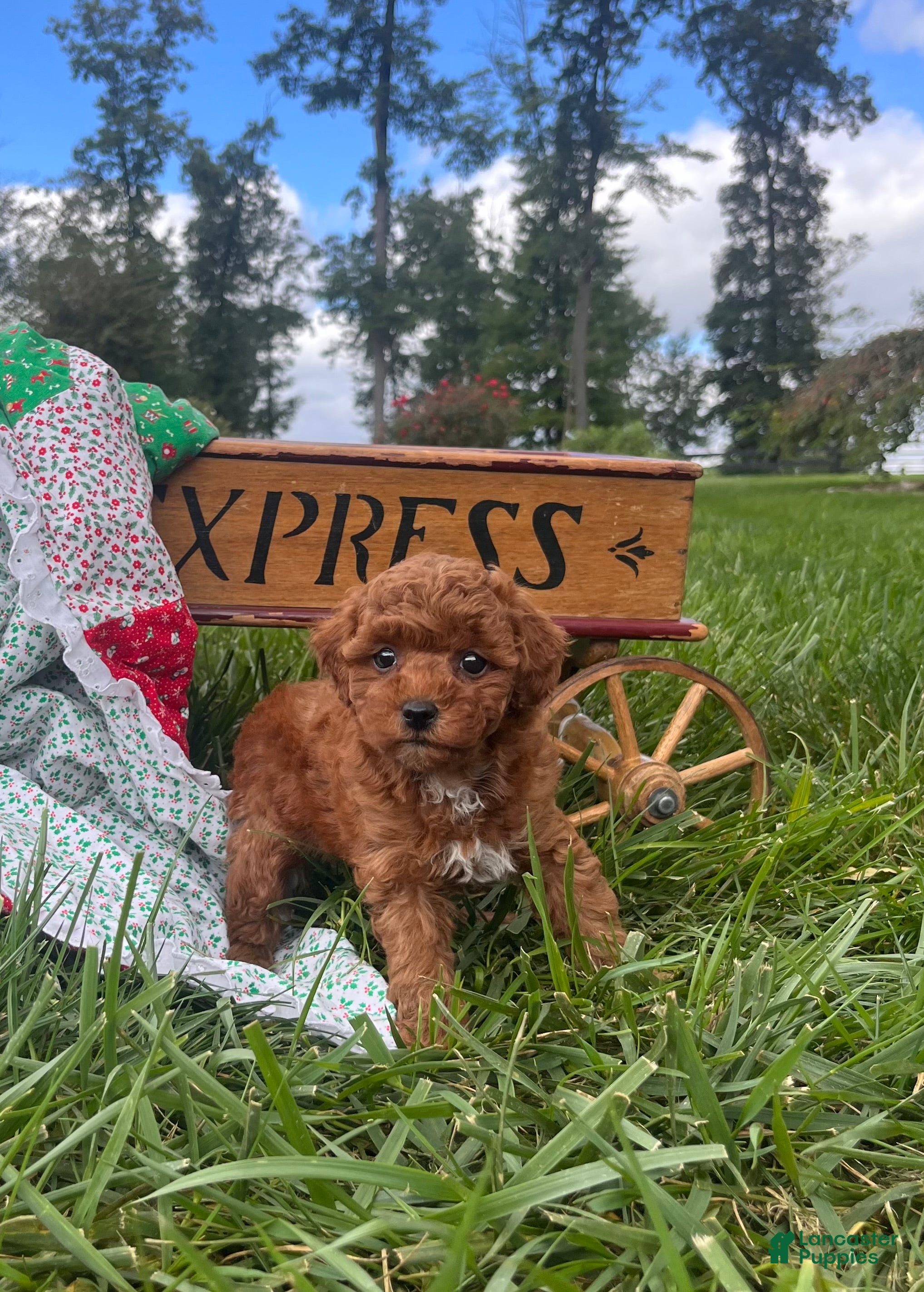 Miniature Poodle dogs Crumpet❤️AKC Genetic Tested - Ad 1