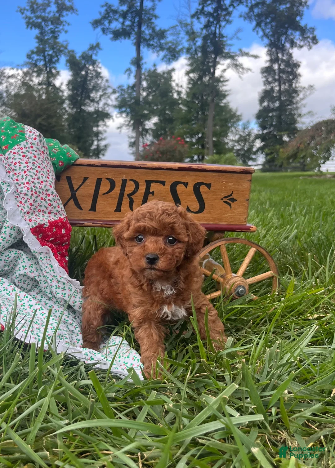 Miniature Poodle dogs for sale: Crumpet❤️AKC Genetic Tested - Ad 1