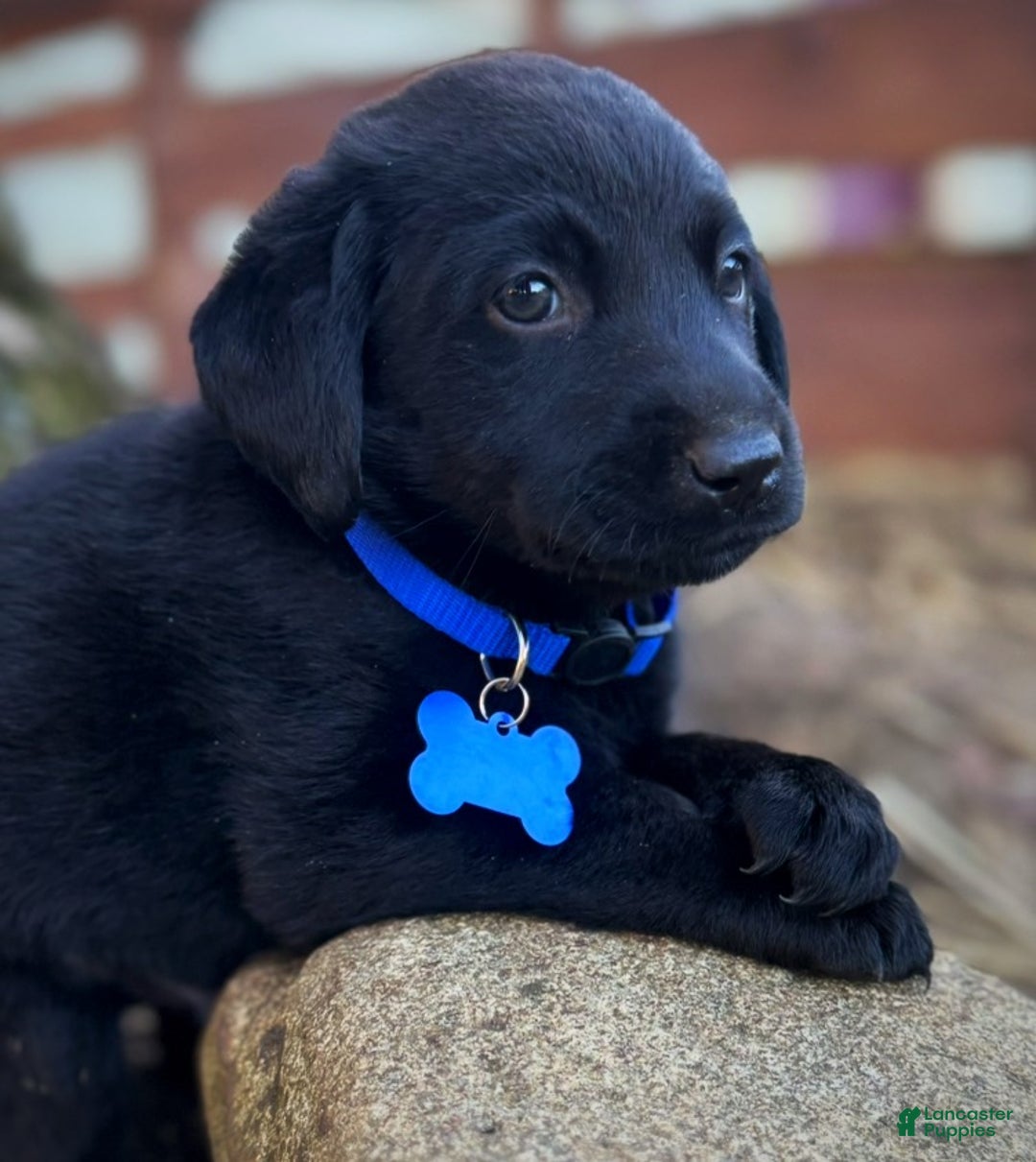 Labrador Retriever dogs for sale: Labrador Retriever Puppy 1 - Ad 9
