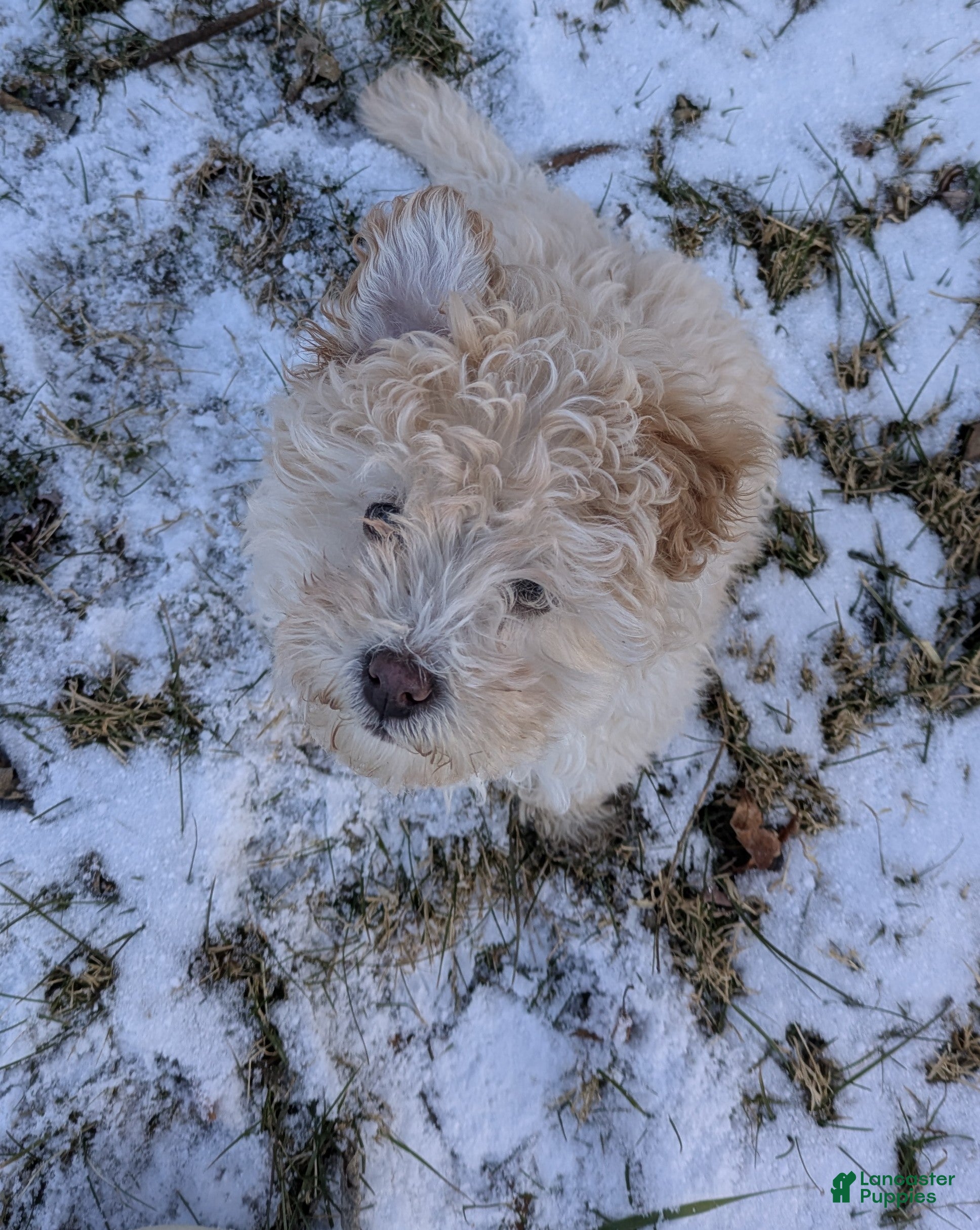 Mini Bernedoodle dogs Aurora  - Ad 9