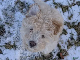 Mini Bernedoodle dogs Aurora - Ad 9