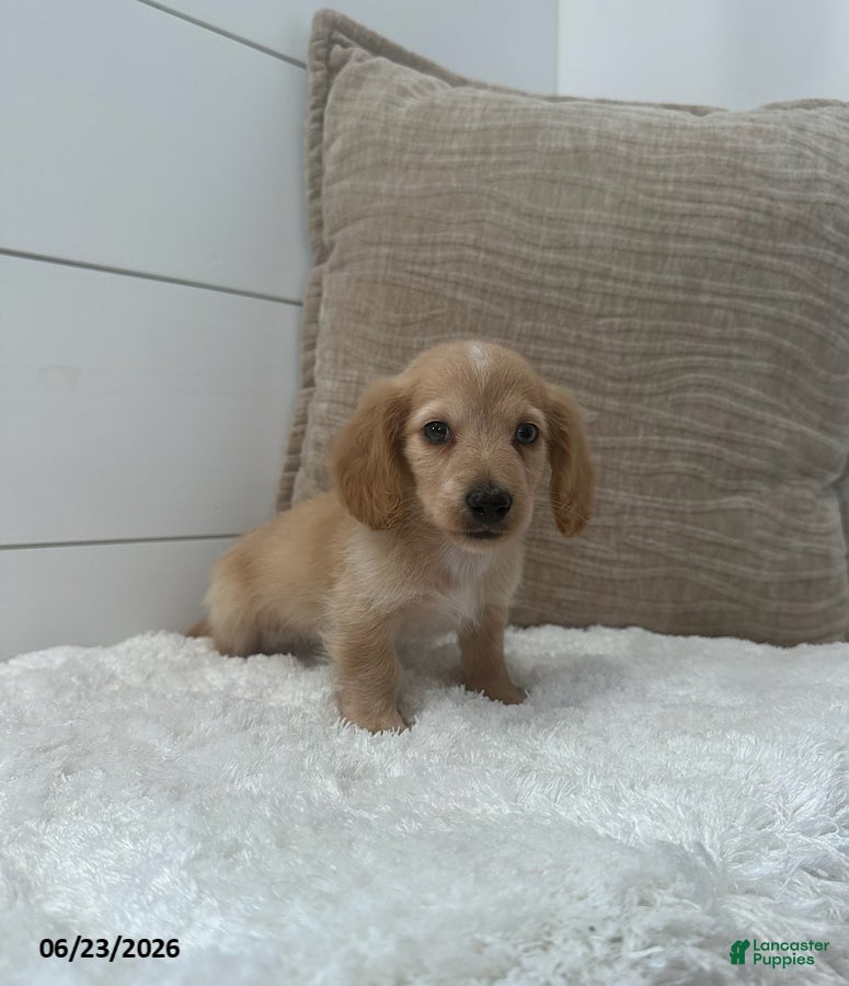 Miniature Dachshund dogs Otto - Ad 1
