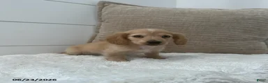 Otto