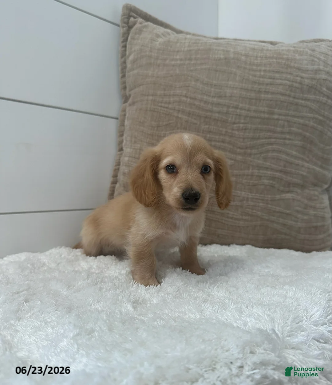 Miniature Dachshund dogs for sale: Otto - Ad 1