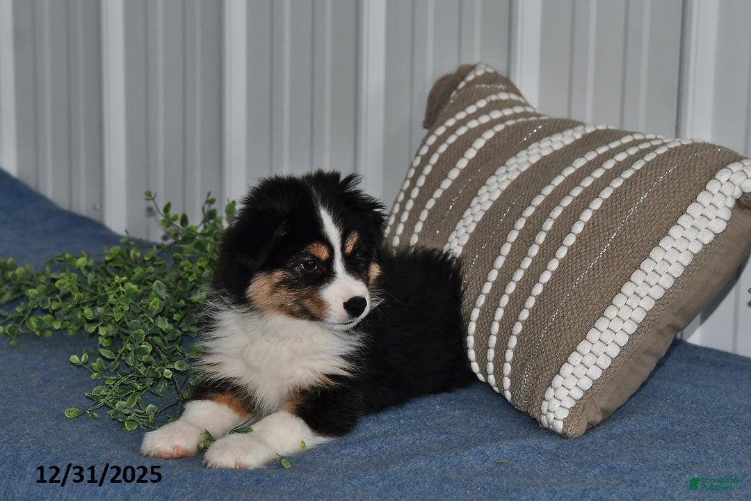 Miniature Australian Shepherd dogs for sale: Buttons - Ad 3