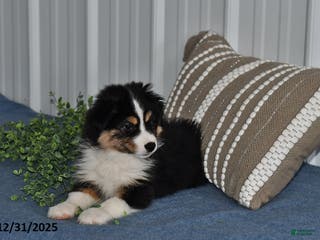 Miniature Australian Shepherd dogs Buttons - Ad 12