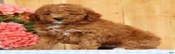 Mini Goldendoodle dogs for sale: Buster - Ad 4