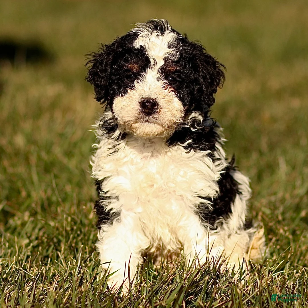Mini Bernedoodle dogs for sale: Hugo - Ad 4