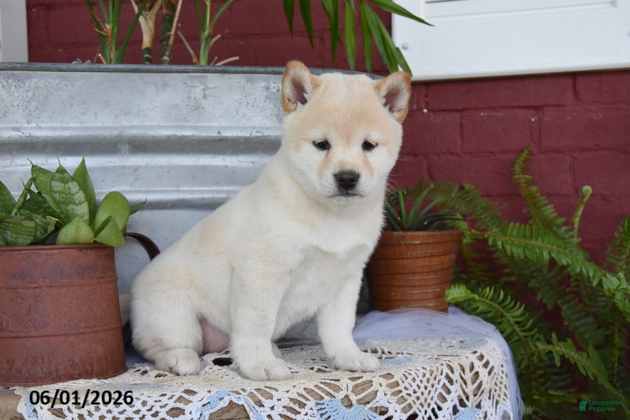 Shiba Inu dogs Tammy - Ad 2