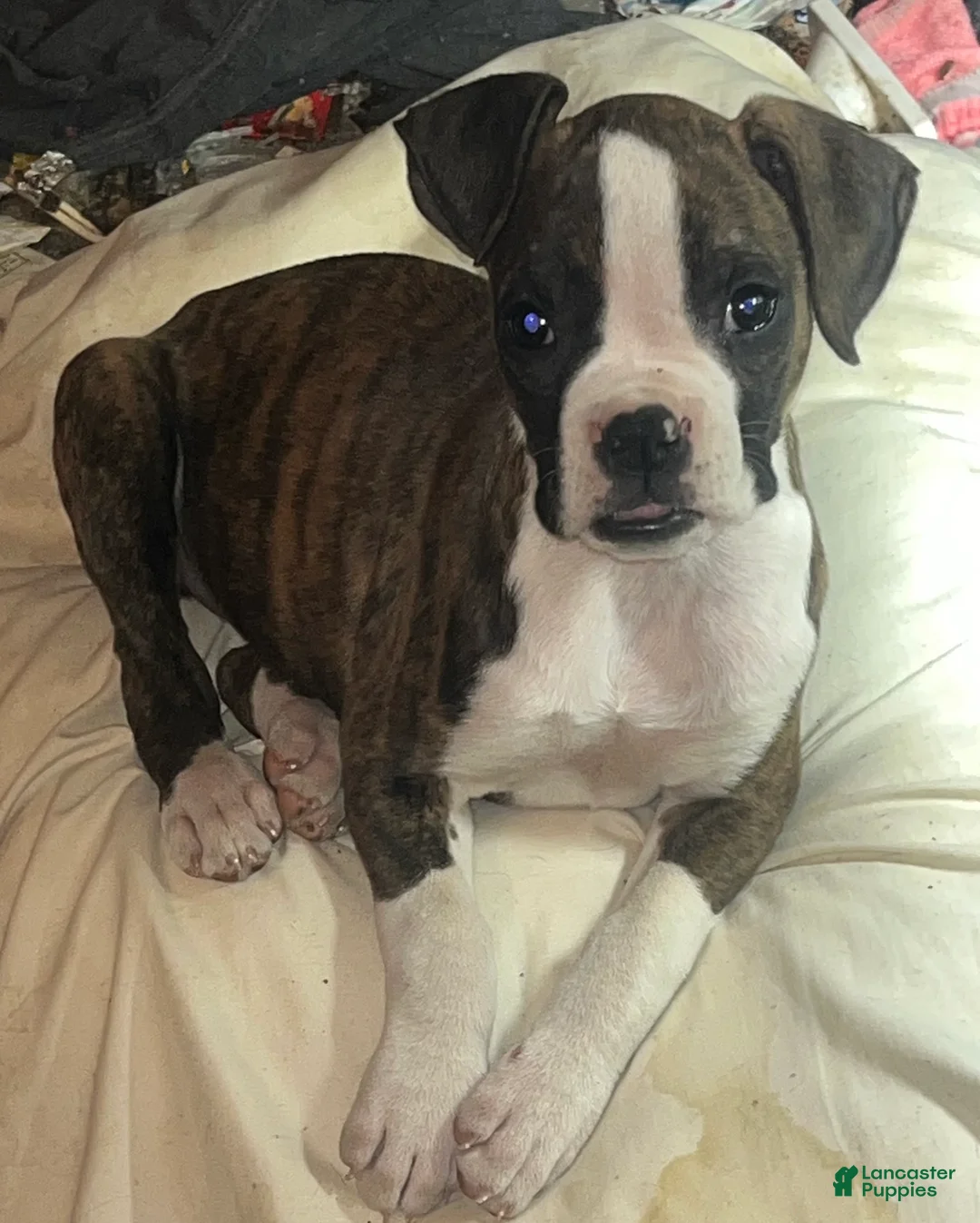 Boxer dogs for sale: Little Britches - Ad 1