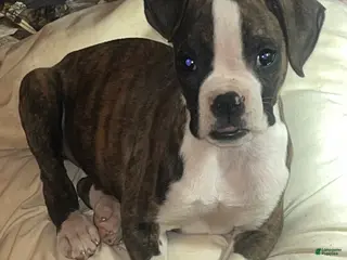 Boxer dogs Little Britches - Ad 5