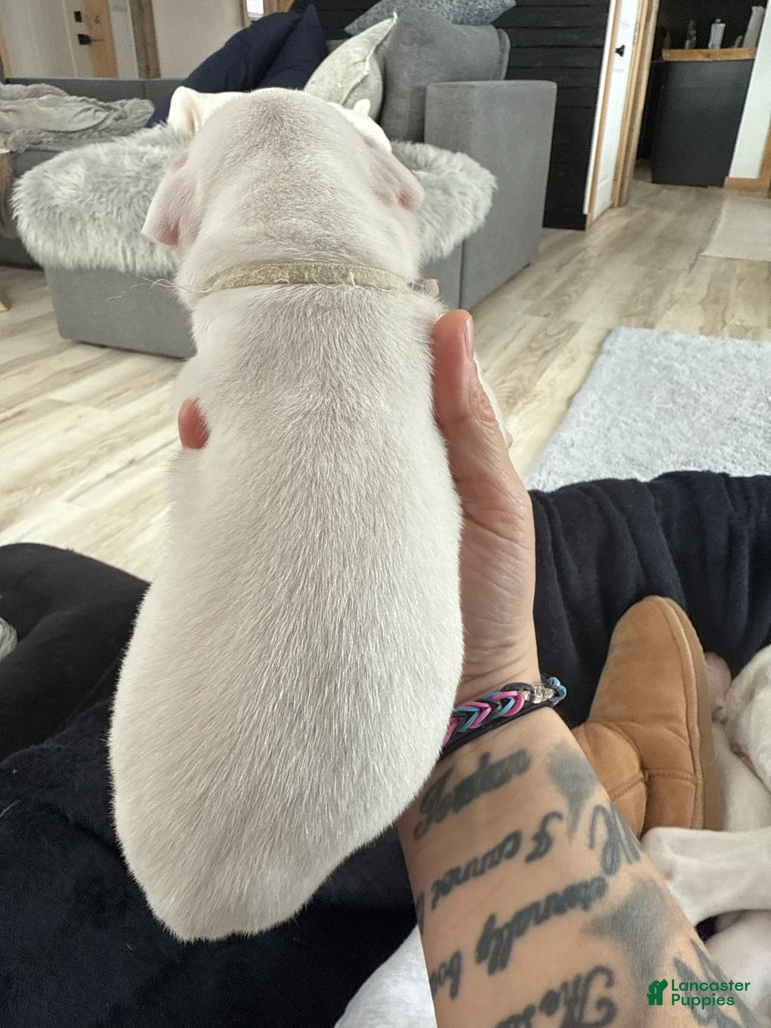 Dogo Argentino dogs for sale: Yellow collar female  - Ad 2